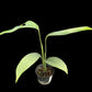 Monstera croatii (S)