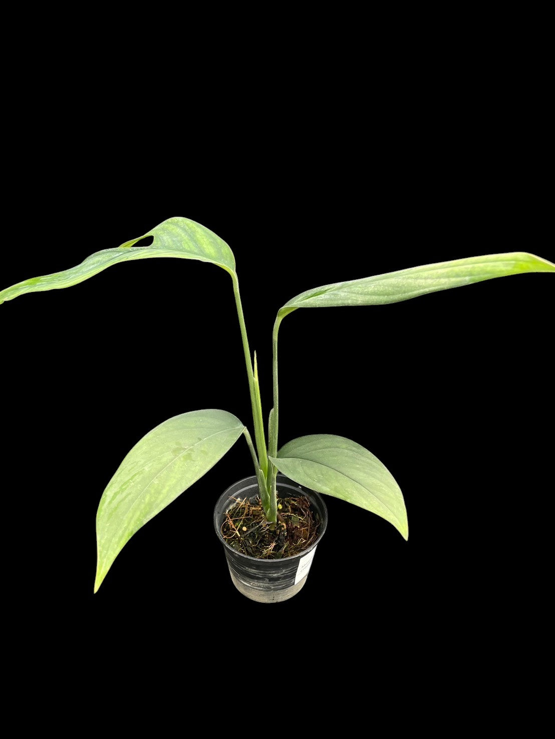 Monstera croatii (S)