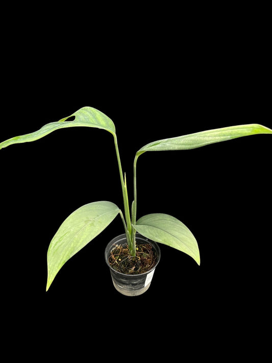 Monstera croatii (S)