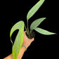 Monstera croatii (S)