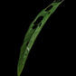 Monstera obliqua Tiwinza Narrow