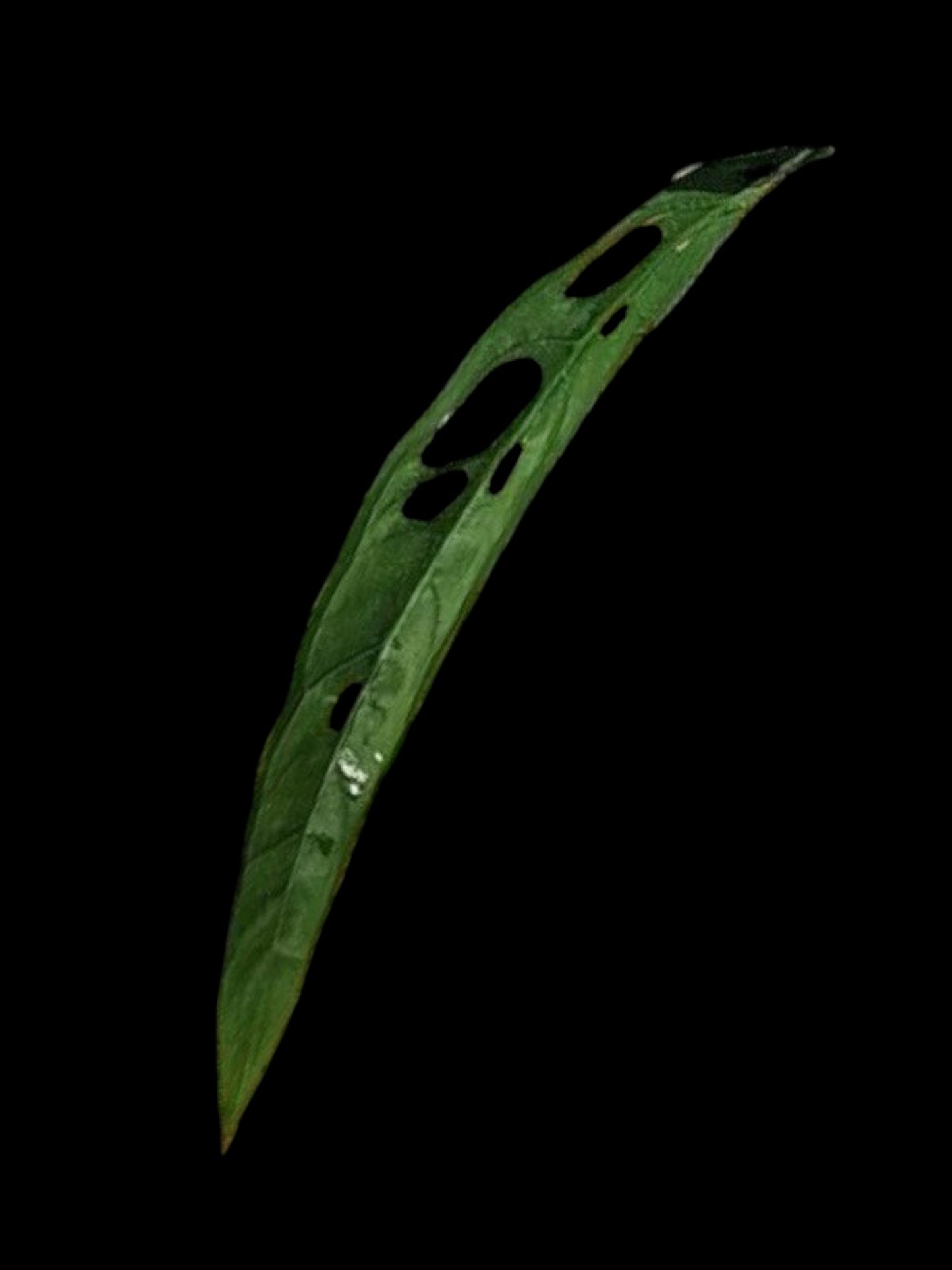 Monstera obliqua Tiwinza Narrow