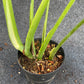 Monstera burle marx flame (M)