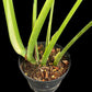 Monstera burle marx flame (M)
