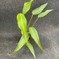 Monstera burle marx flame (M)