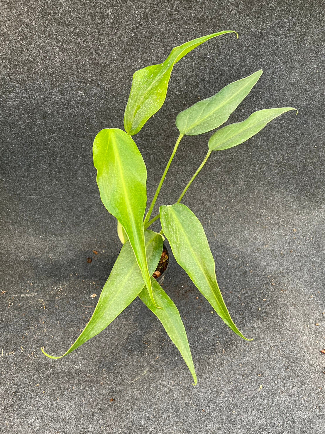 Monstera burle marx flame (M)