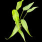 Monstera burle marx flame (M)