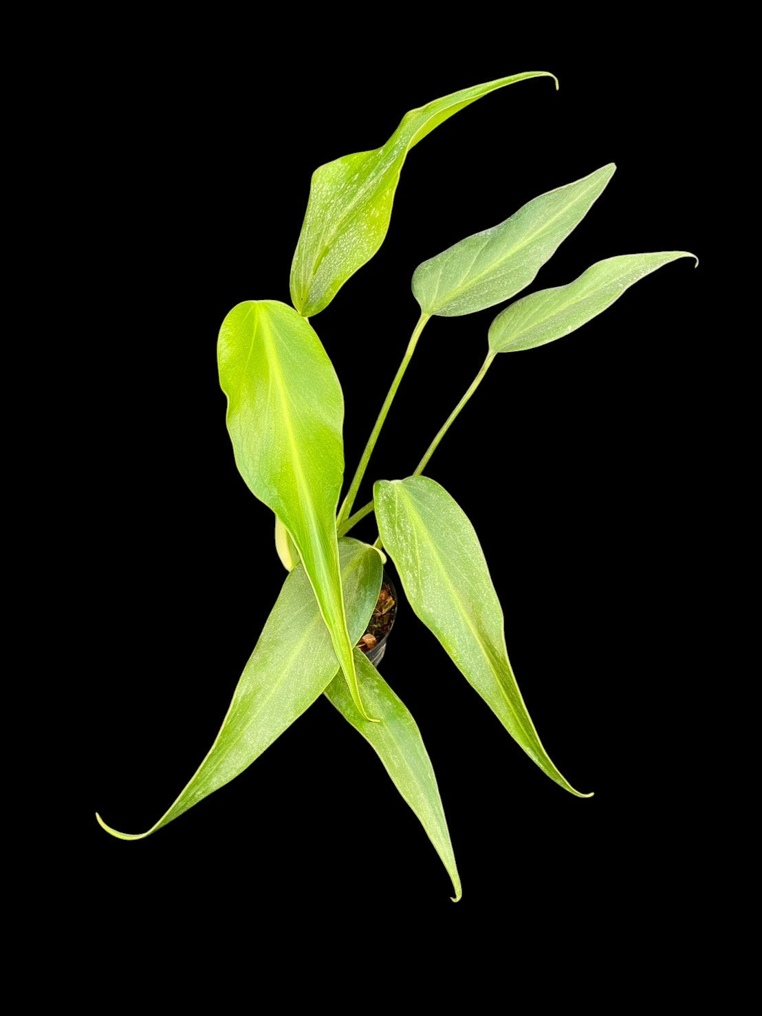 Monstera burle marx flame (M)