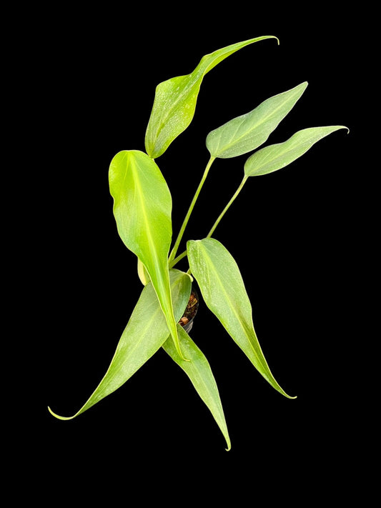 Monstera burle marx flame (M)