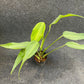 Monstera burle marx flame (M)