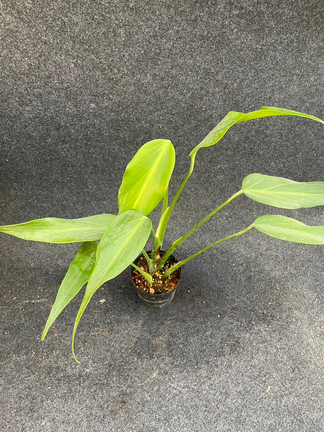 Monstera burle marx flame (M)
