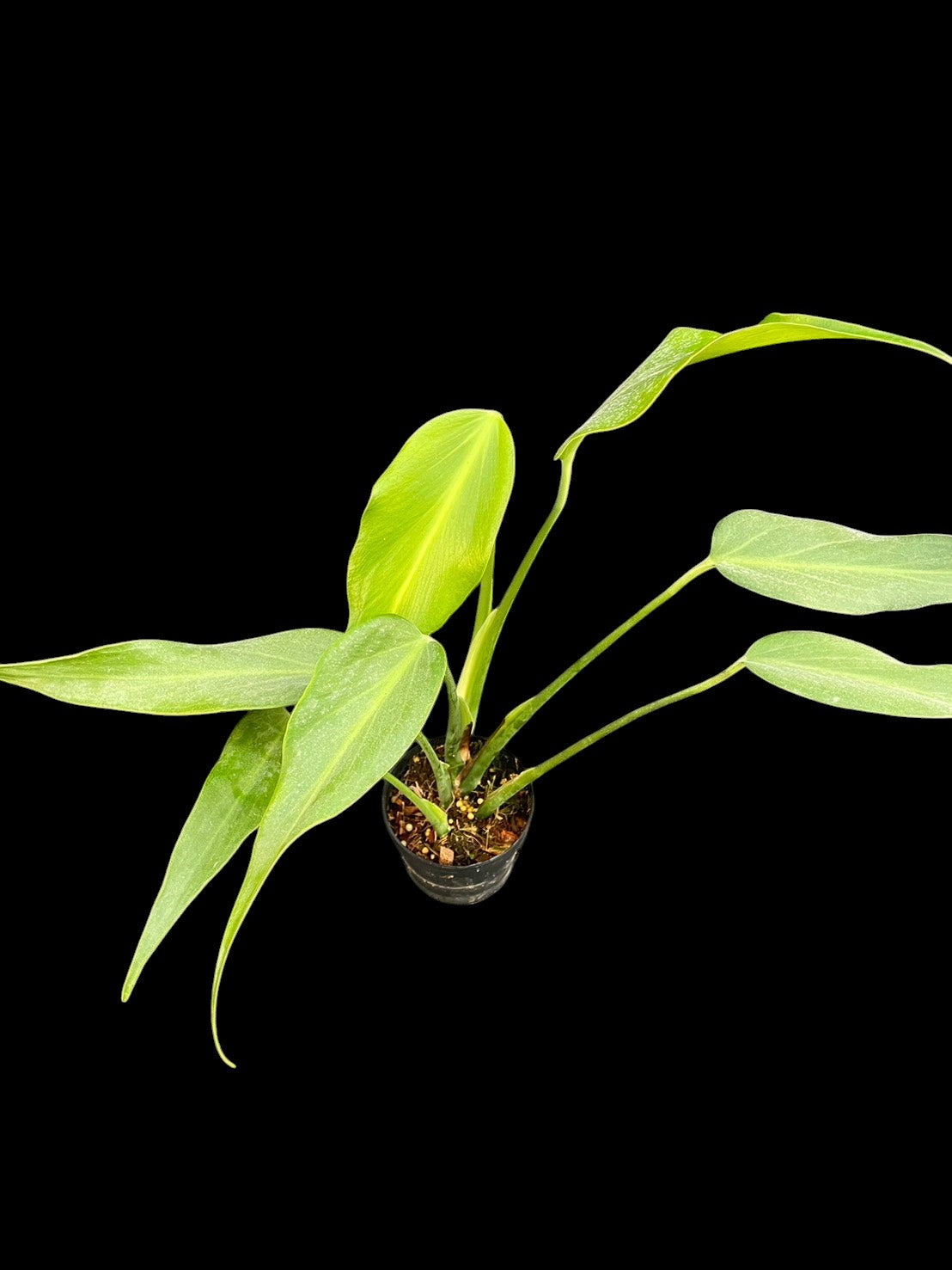 Monstera burle marx flame (M)