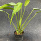 Monstera burle marx flame (M)