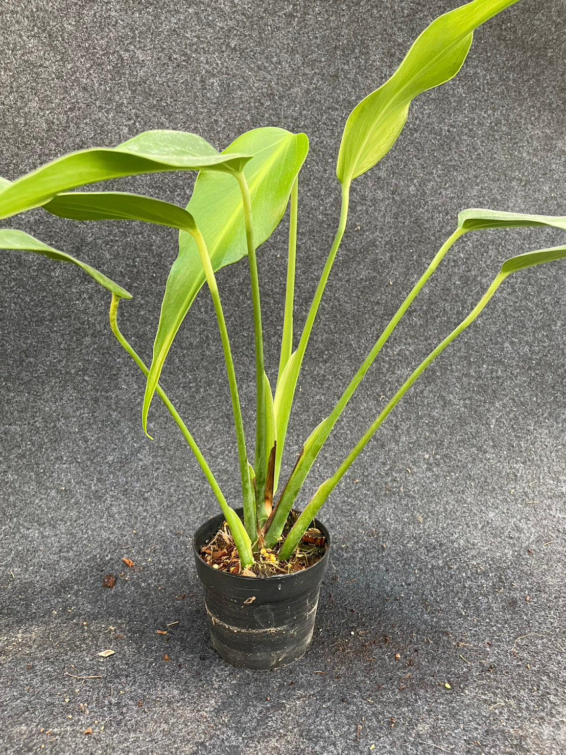 Monstera burle marx flame (M)