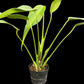 Monstera burle marx flame (M)