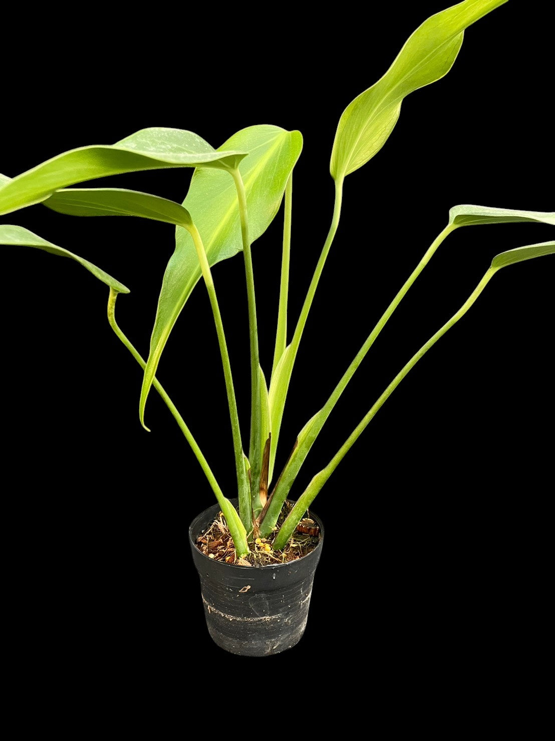 Monstera burle marx flame (M)