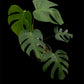 Monstera deliciosa var sierrana Mexico