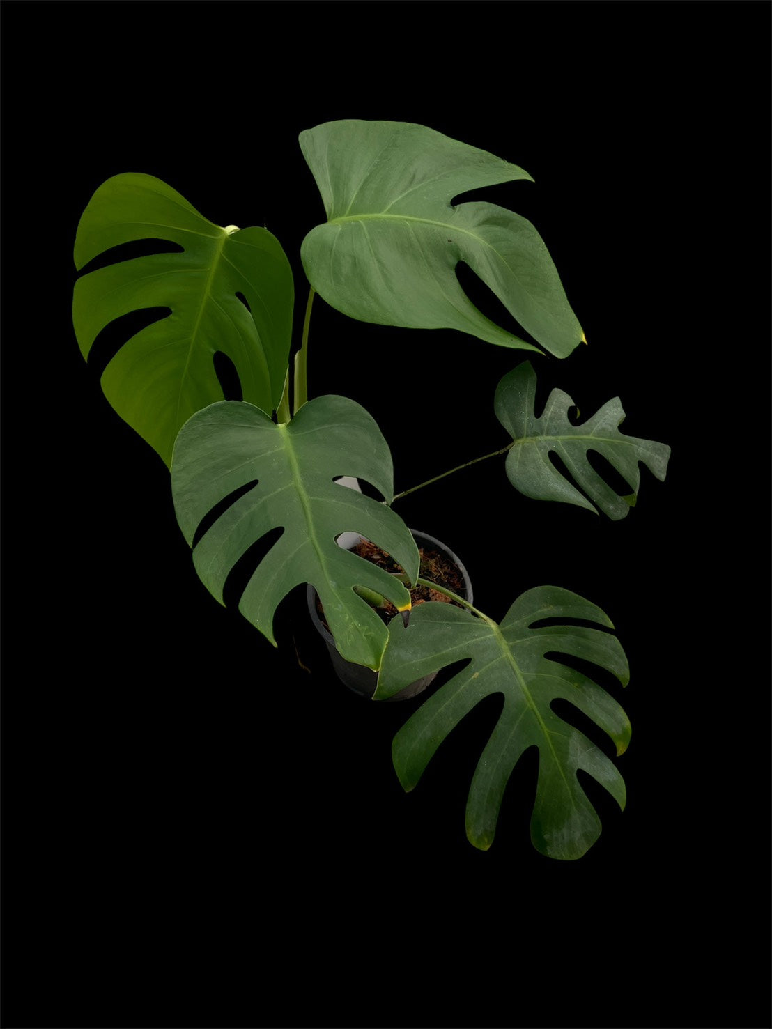Monstera deliciosa var sierrana Mexico