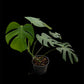 Monstera deliciosa var sierrana Mexico