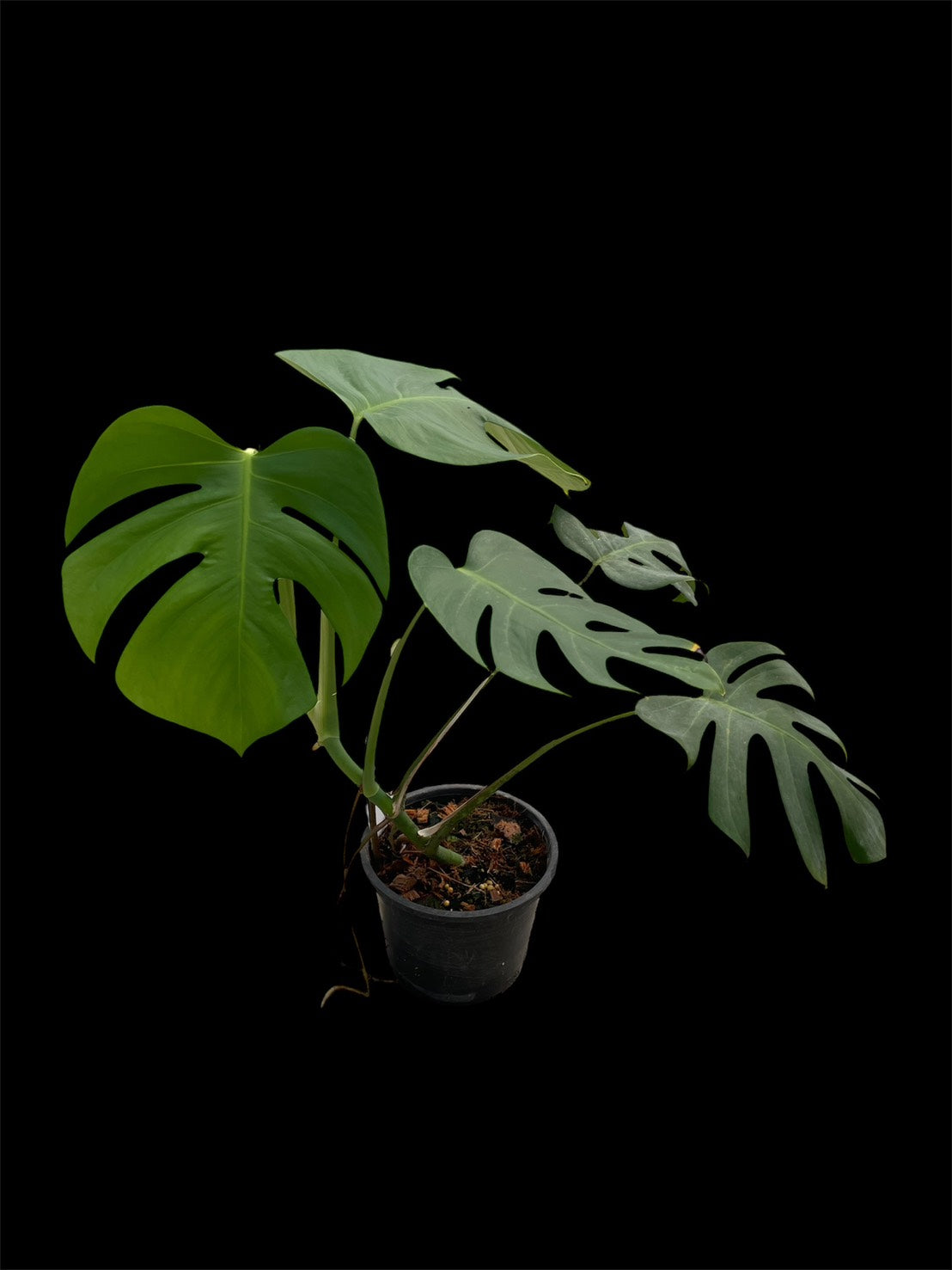 Monstera deliciosa var sierrana Mexico