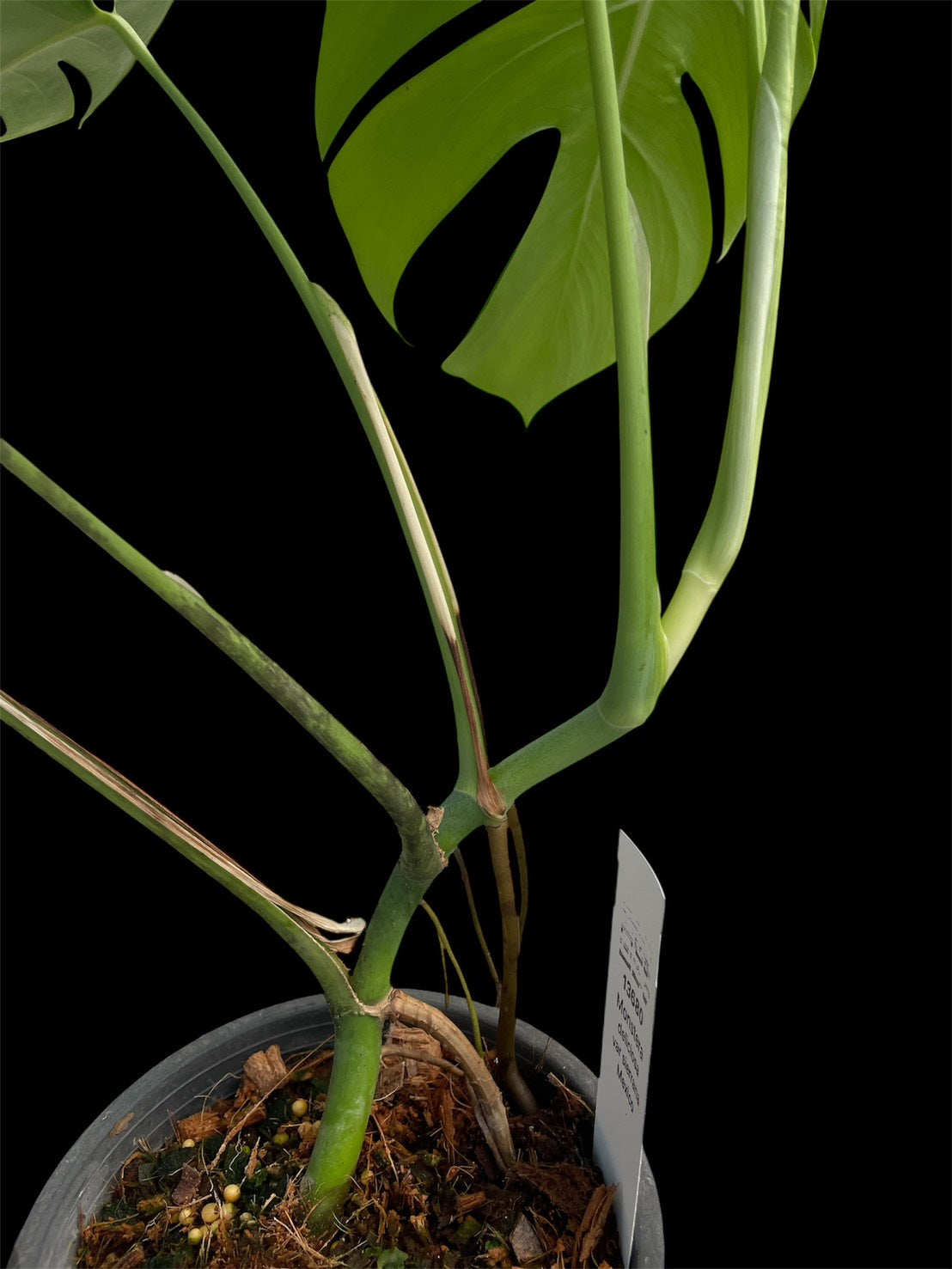 Monstera deliciosa var sierrana Mexico