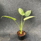 Schismatoglottis Marble