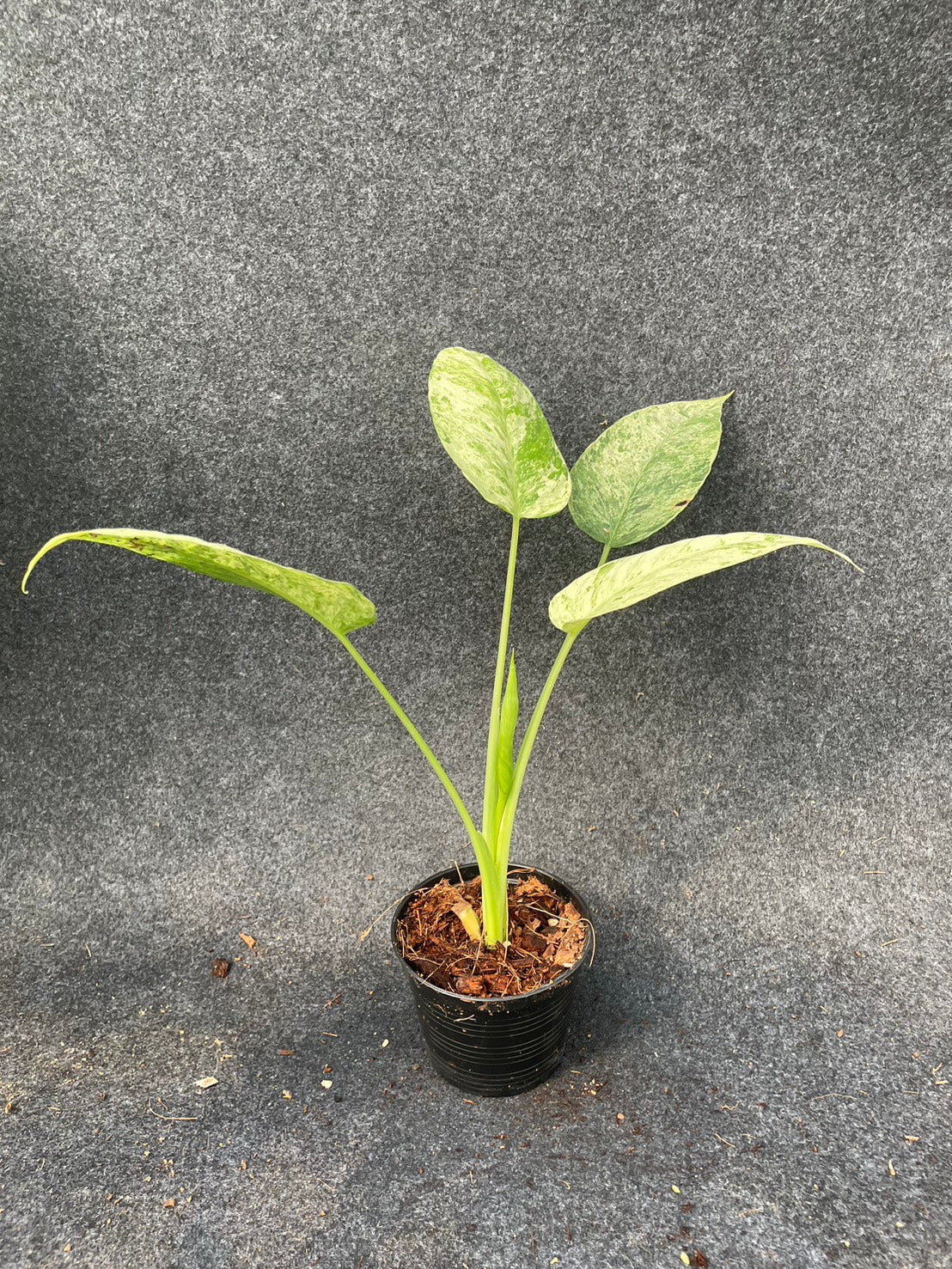 Schismatoglottis Marble