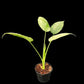 Schismatoglottis Marble