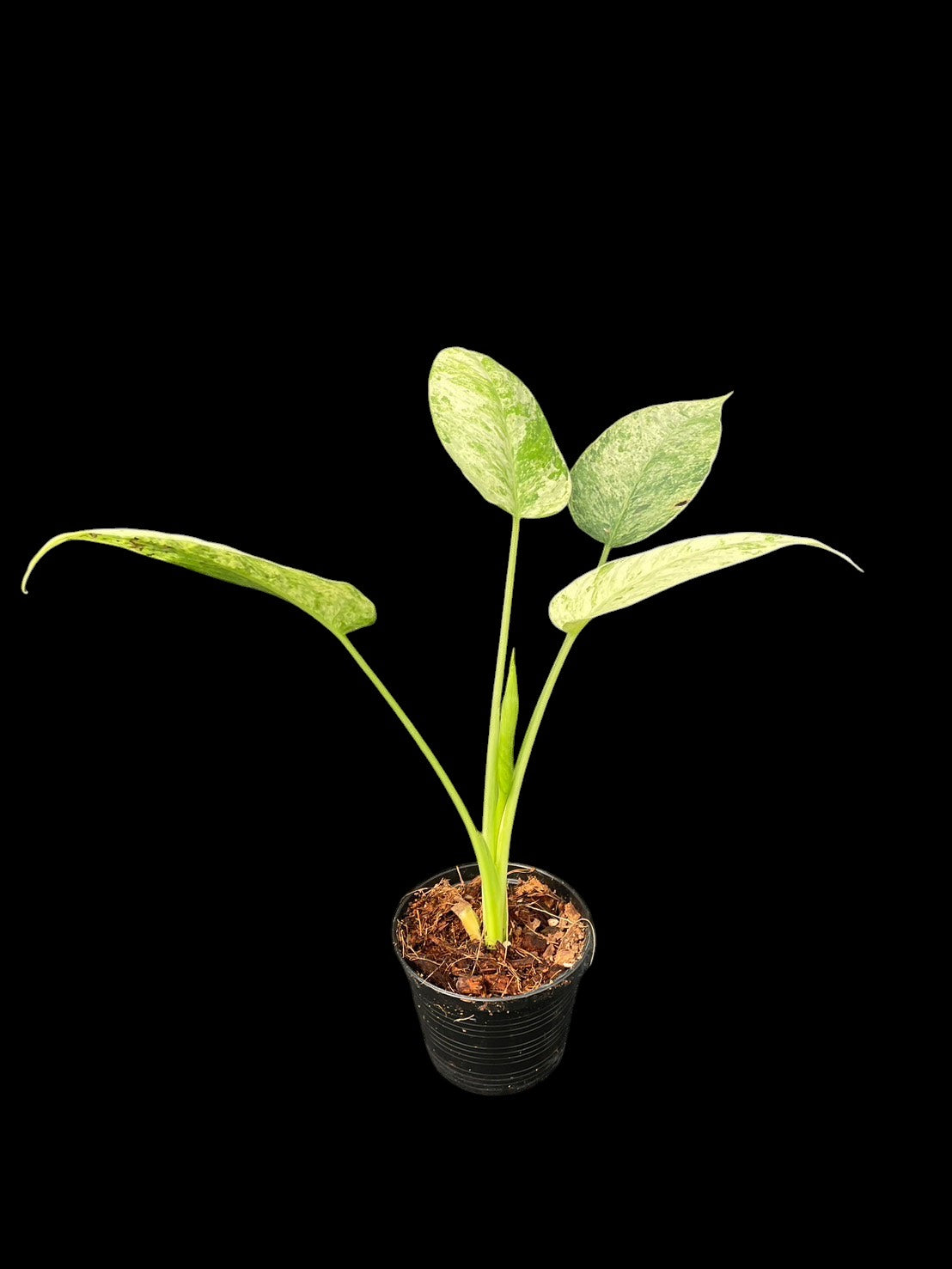 Schismatoglottis Marble