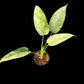 Schismatoglottis Marble