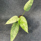 Schismatoglottis Marble