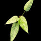 Schismatoglottis Marble
