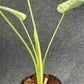 Schismatoglottis Marble