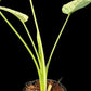 Schismatoglottis Marble