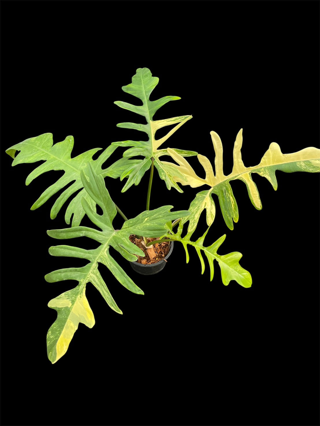 Philodendron 'Kitina' - Florida Beauty x mayoi (M)