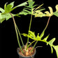 Philodendron 'Kitina' - Florida Beauty x mayoi (M)