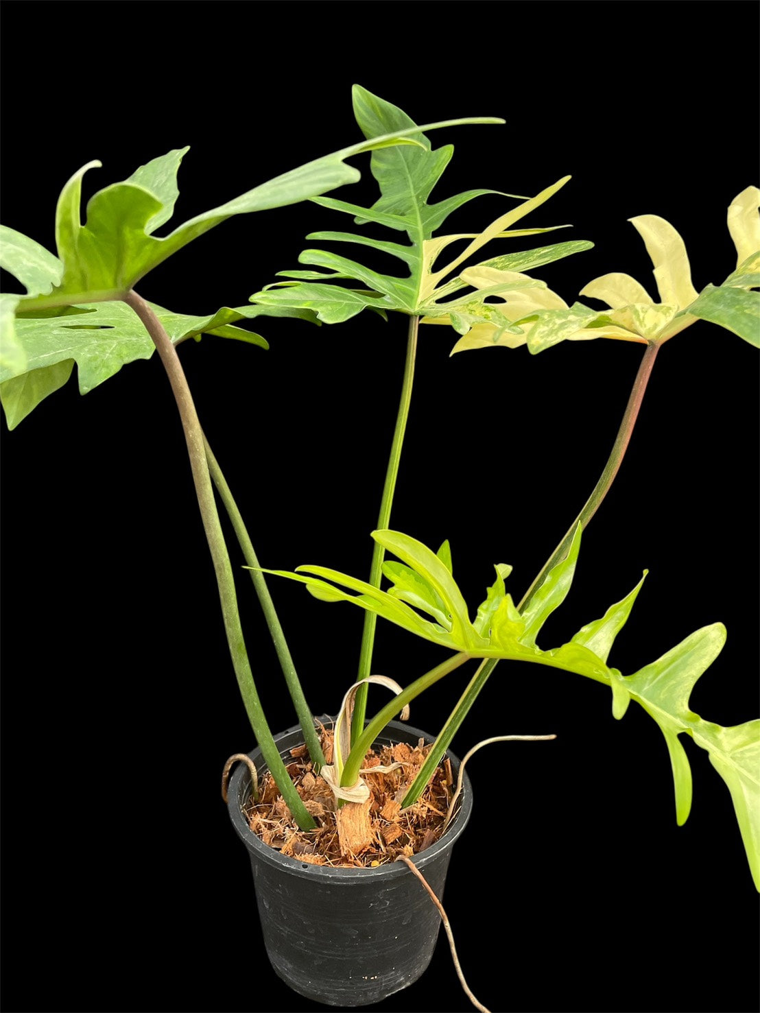 Philodendron 'Kitina' - Florida Beauty x mayoi (M)