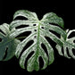 Monstera deliciosa Devil Monster