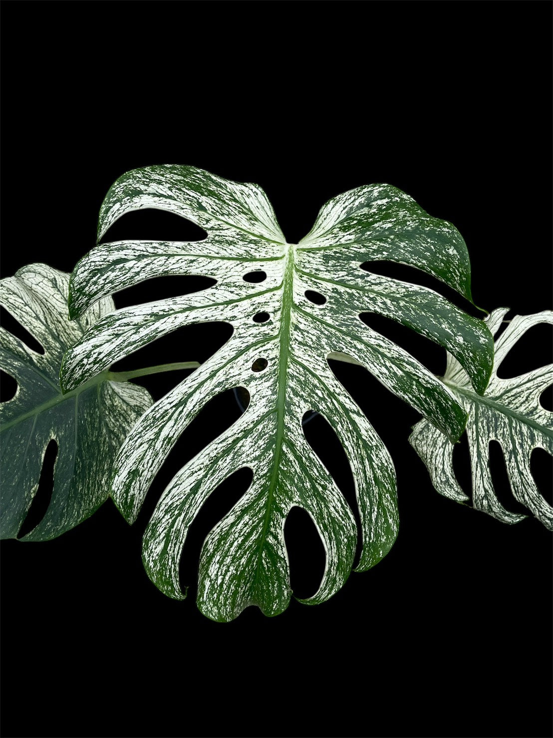 Monstera deliciosa Devil Monster