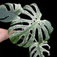 Monstera deliciosa Devil Monster