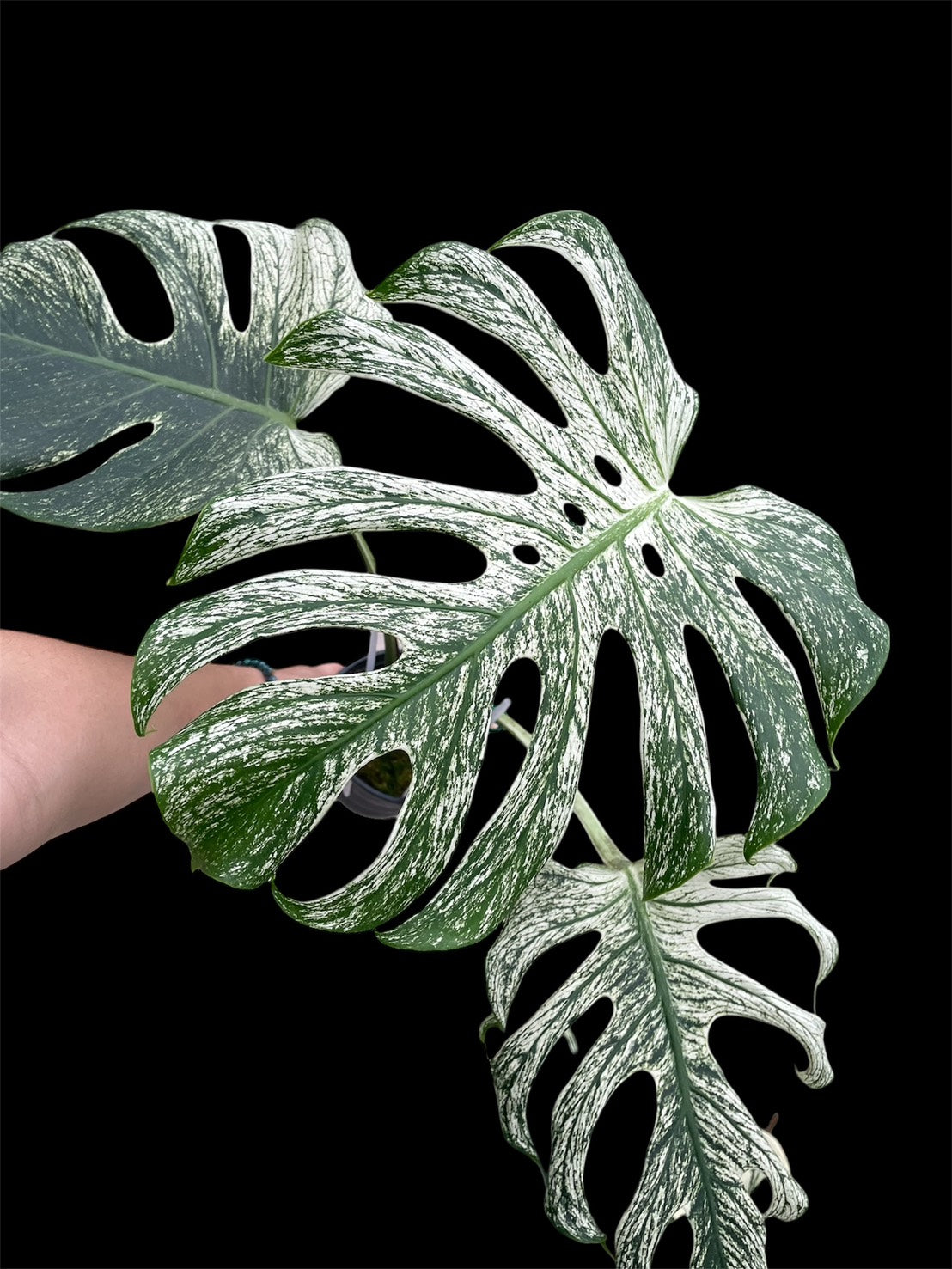 Monstera deliciosa Devil Monster
