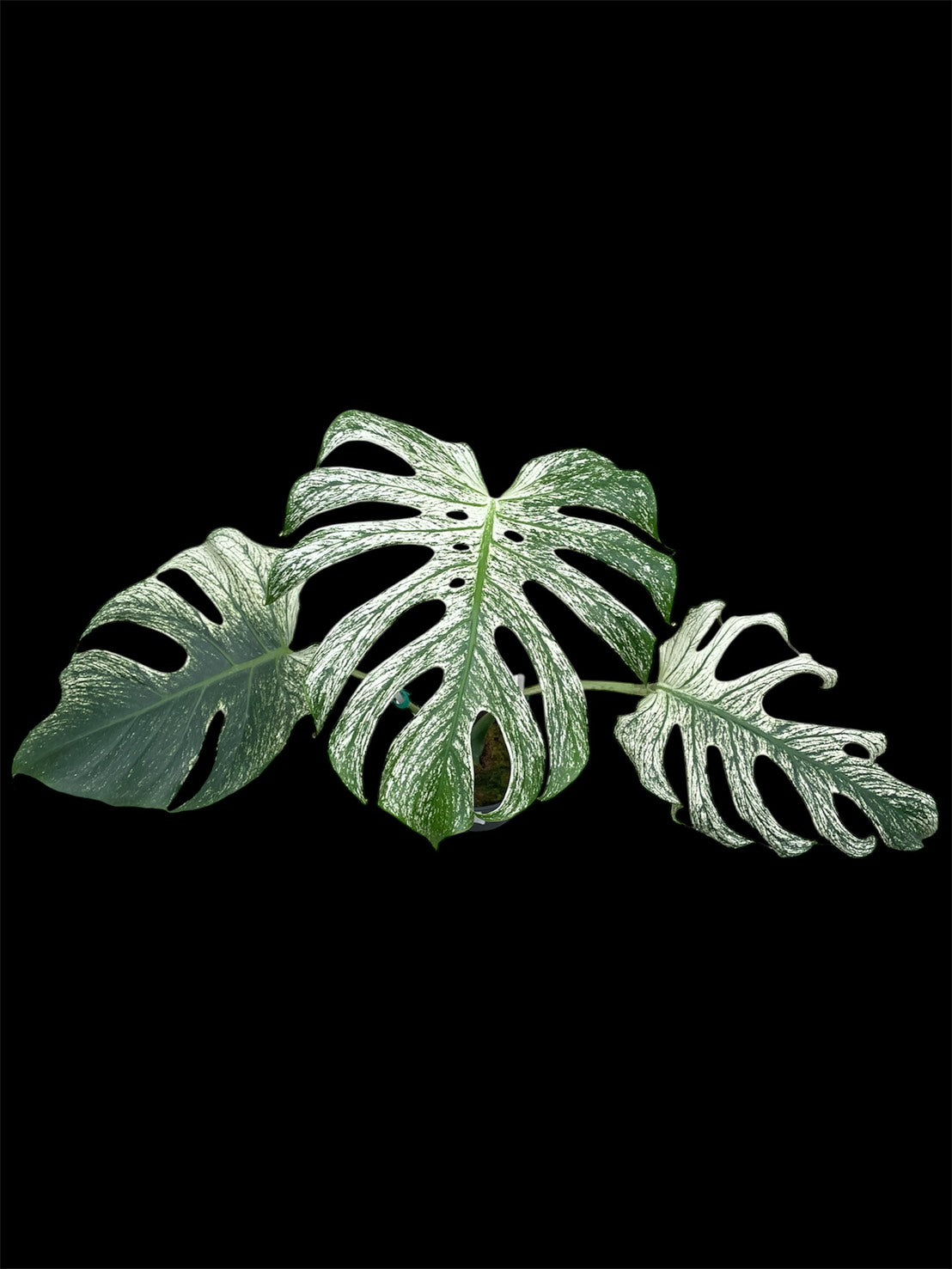 Monstera deliciosa Devil Monster – Amazon Garden Thailand