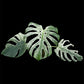 Monstera deliciosa Devil Monster