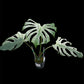 Monstera deliciosa Devil Monster
