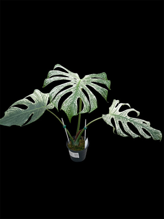 Monstera deliciosa Devil Monster