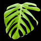 Monstera deliciosa var sierrana Mexico