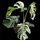 Monstera deliciosa albo holland 'Premium' (L)