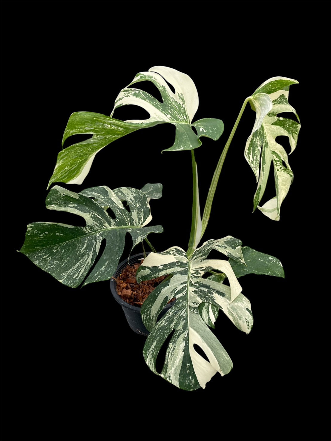 Monstera deliciosa albo holland 'Premium' (L)
