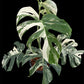 Monstera deliciosa albo holland 'Premium' (L)