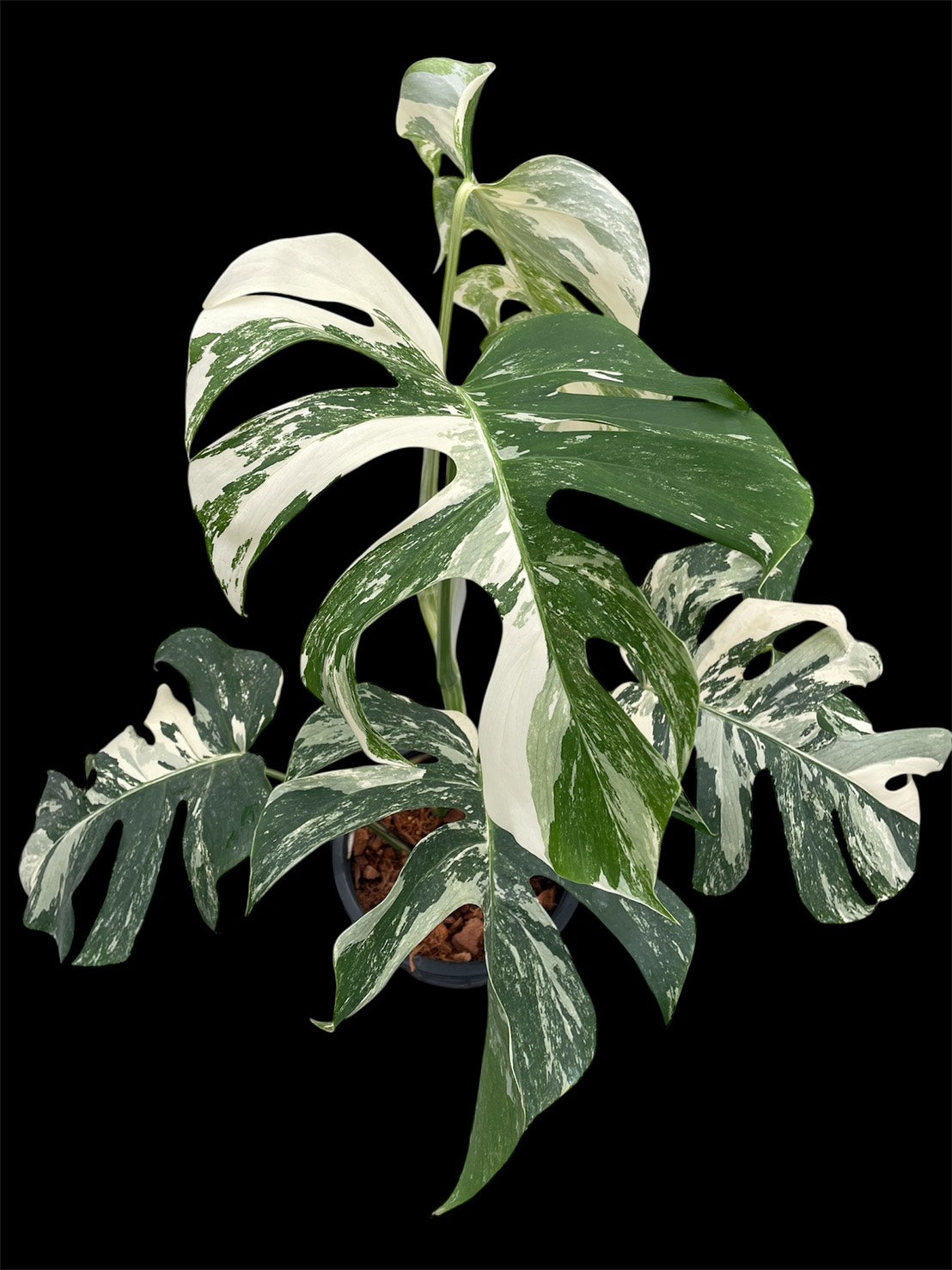 Monstera deliciosa albo holland 'Premium' (L)